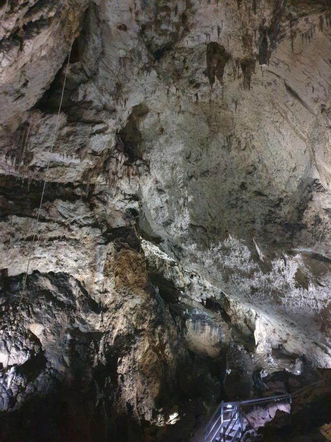 Vila Dionysos Brasov Ghimbav エクステリア 写真