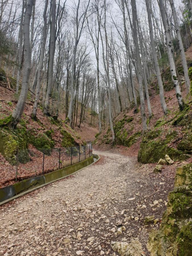 Vila Dionysos Brasov Ghimbav エクステリア 写真